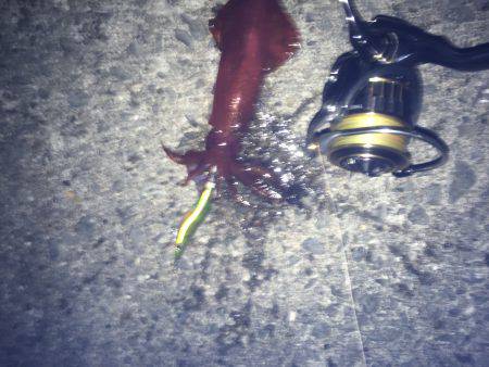 風があるけど出動