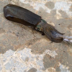 第2回新子調査！