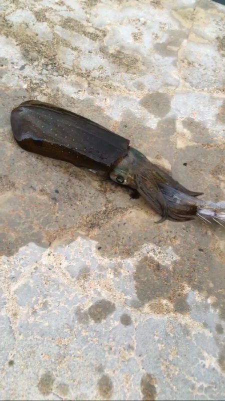 第2回新子調査！