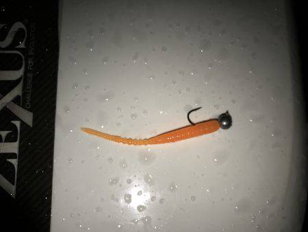 アジング釣行記