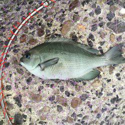 フカセ釣り、グレ&チヌ