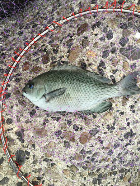 フカセ釣り、グレ&チヌ