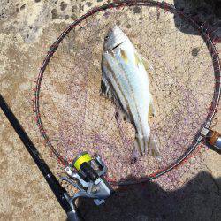 磯からのカゴ釣り