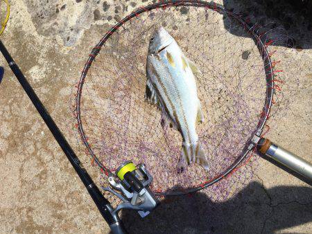 磯からのカゴ釣り