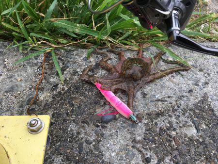 休日の早朝に♪