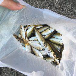 サビキで豆アジ
