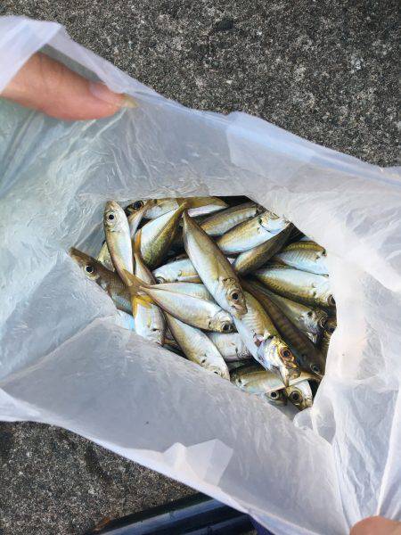 サビキで豆アジ