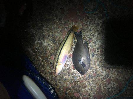 陸っぱりで真鯛