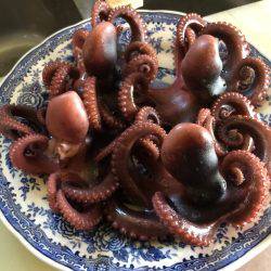 タコにもジアイがあるの？