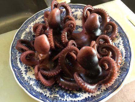 タコにもジアイがあるの？