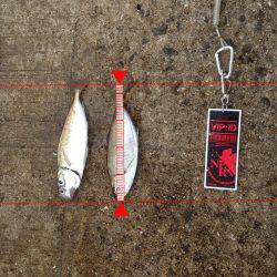 ファミリーサビキ釣り