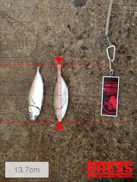 ファミリーサビキ釣り