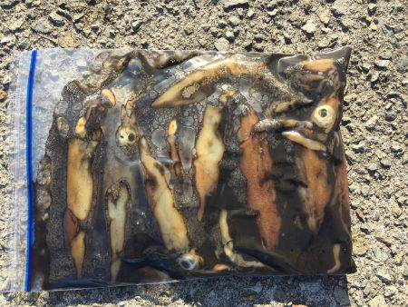 ちょっと寄り道ケンサキ