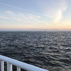 アジ53匹、サバ3匹、イワシ3匹