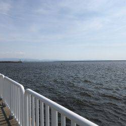 アジ22匹、サバ3匹、イワシ1匹、サヨリ1匹