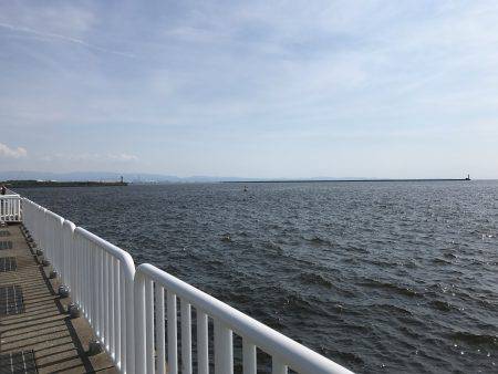 アジ22匹、サバ3匹、イワシ1匹、サヨリ1匹