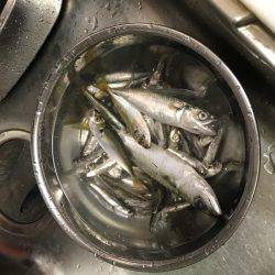 豆イワシなどそこそこ釣れました