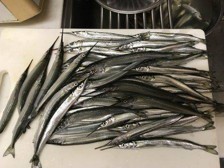 サヨリまだまだペンシルサイズ