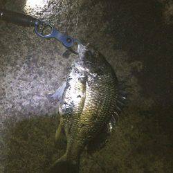 シーバスゲーム