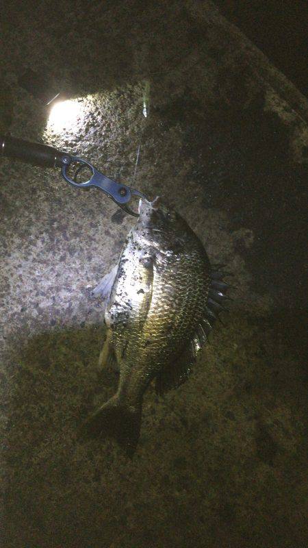 シーバスゲーム