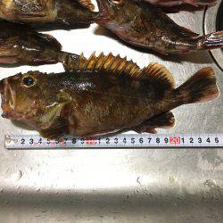 ライトワインド釣行