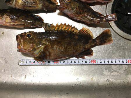 ライトワインド釣行