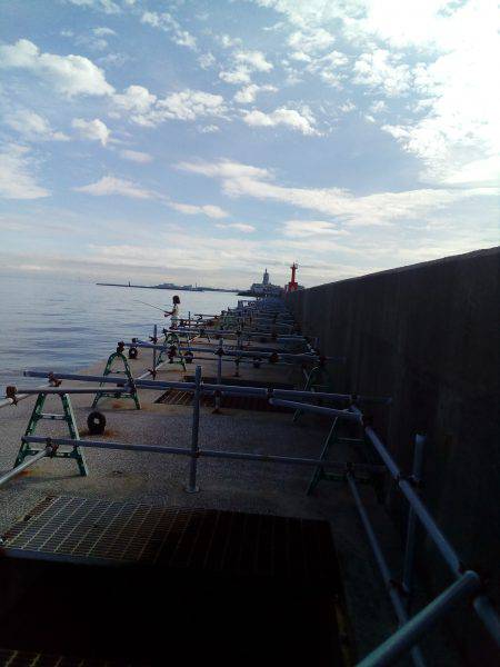 またタコが、またまた釣れました。