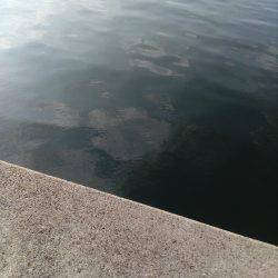 タコって地合があるの？