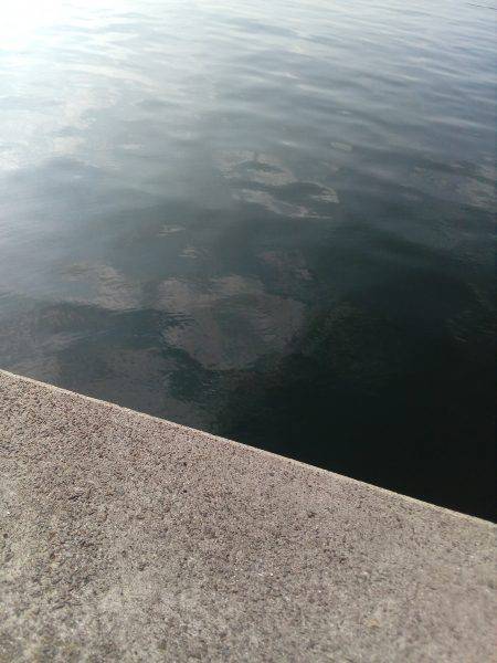 タコって地合があるの？