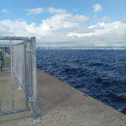 明日からお盆、タコ釣りは今日で一段落。