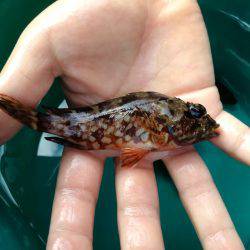 海の幸たくさん