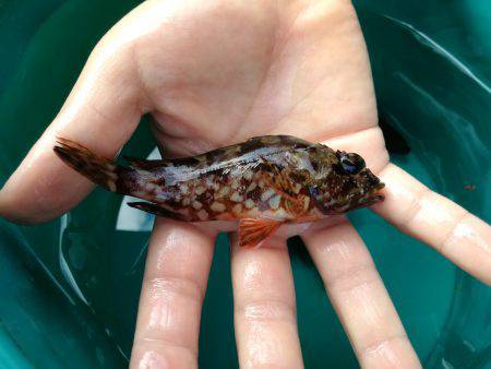 海の幸たくさん