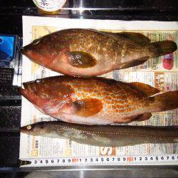 四連チャン釣行！！アナゴにきも釣れてます