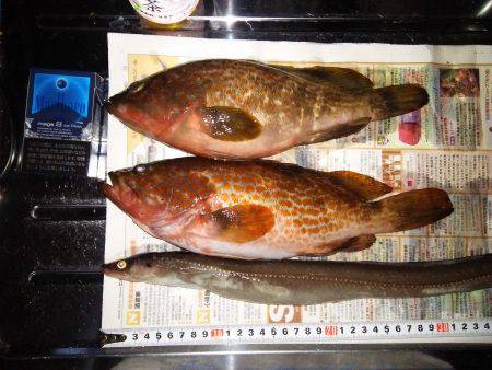 四連チャン釣行！！アナゴにきも釣れてます