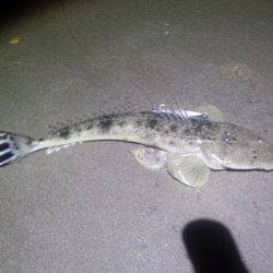 激熱!河芸サーフ