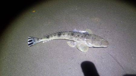 激熱!河芸サーフ