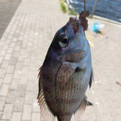 南港コスモスクエア