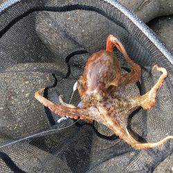 マイポイントでのオクトパッシング