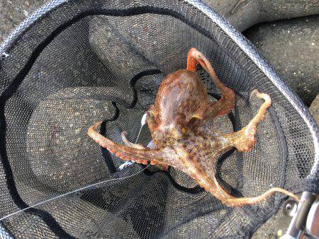 マイポイントでのオクトパッシング