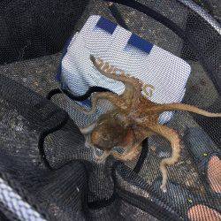 デイオクトパッシング2