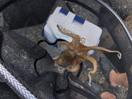 デイオクトパッシング2