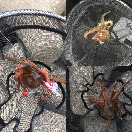 デイオクトパッシング