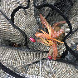 早朝オクトパッシング