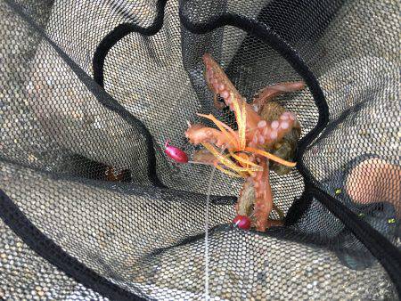 早朝オクトパッシング