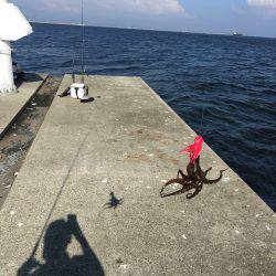 タチウオ調査&オクトパッシング