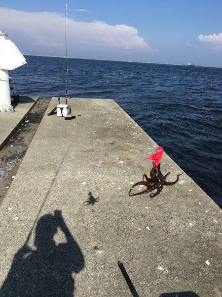 タチウオ調査&オクトパッシング