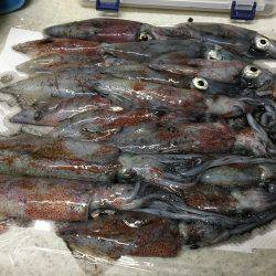 ライトエギング