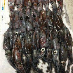 ケンサキライトエギング