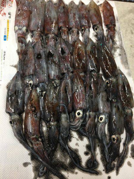 ケンサキライトエギング