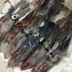 ライトエギング